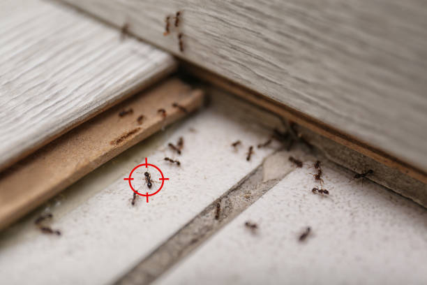 Best Pest Control Near Me  in El Paso De Robles, CA