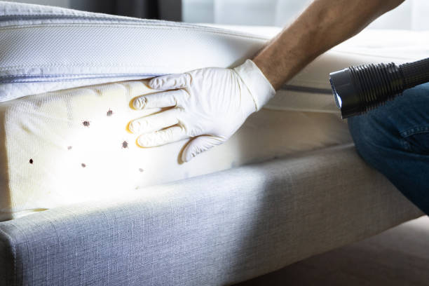 Best Rat Extermination Near Me  in El Paso De Robles, CA