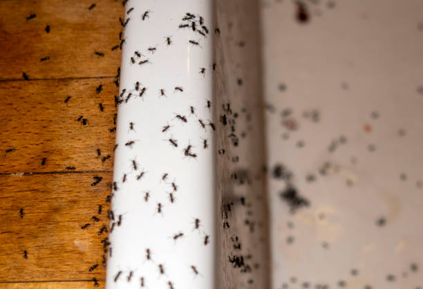 Best Bed Bug Extermination  in El Paso De Robles, CA