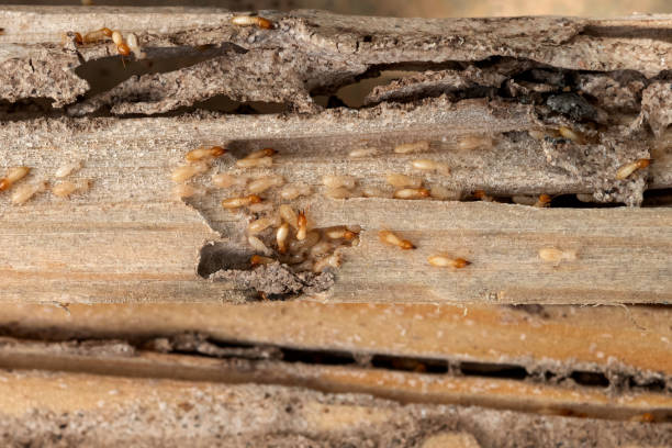 Best Rodent Control Near Me  in El Paso De Robles, CA