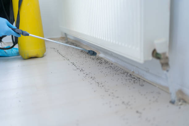 Best Local Pest Control Services  in El Paso De Robles, CA