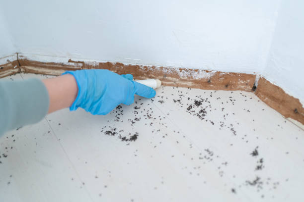 Best Emergency Pest Control  in El Paso De Robles, CA
